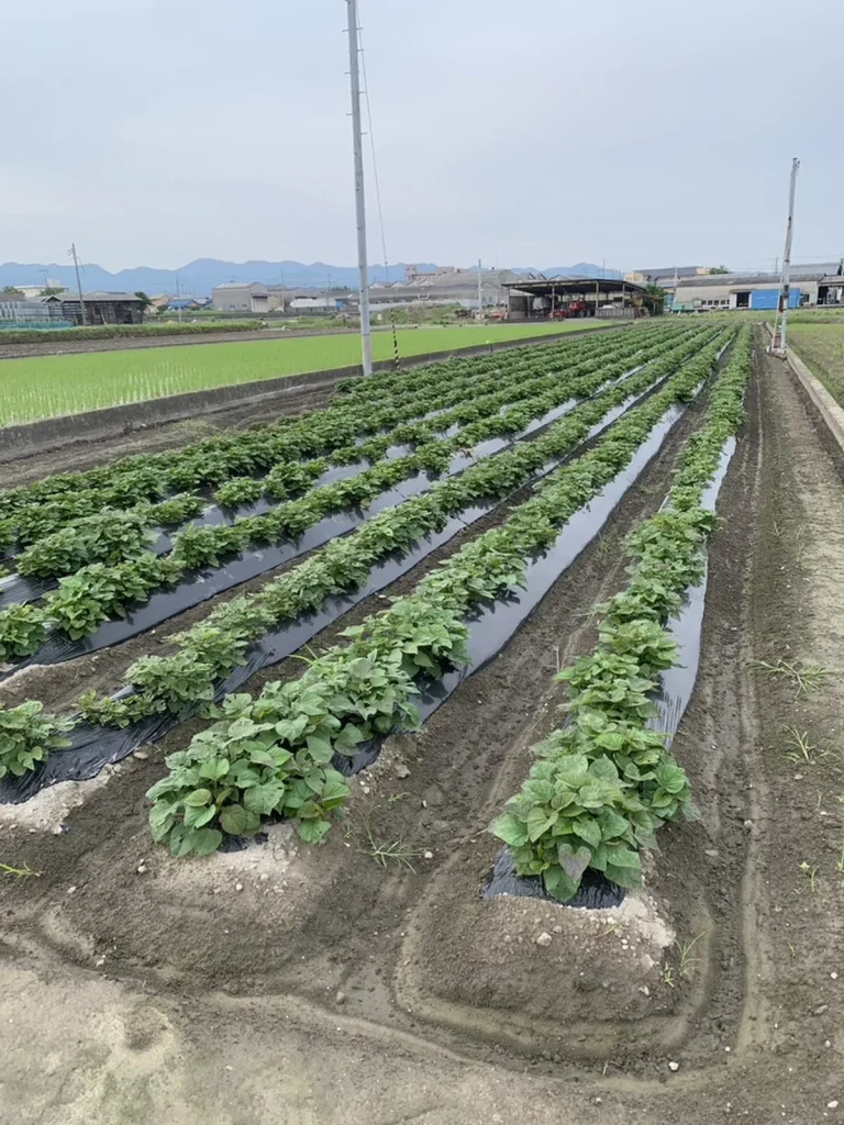 淡路島のさつまいも畑の様子