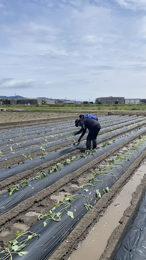 淡路島でのさつまいも栽培作業の様子